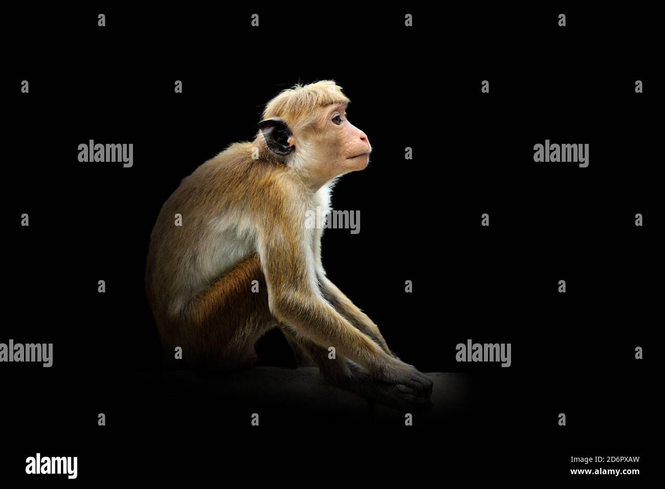 Vue rapprochée Monkey. Animal sauvage isolé sur fond noir Banque D'Images