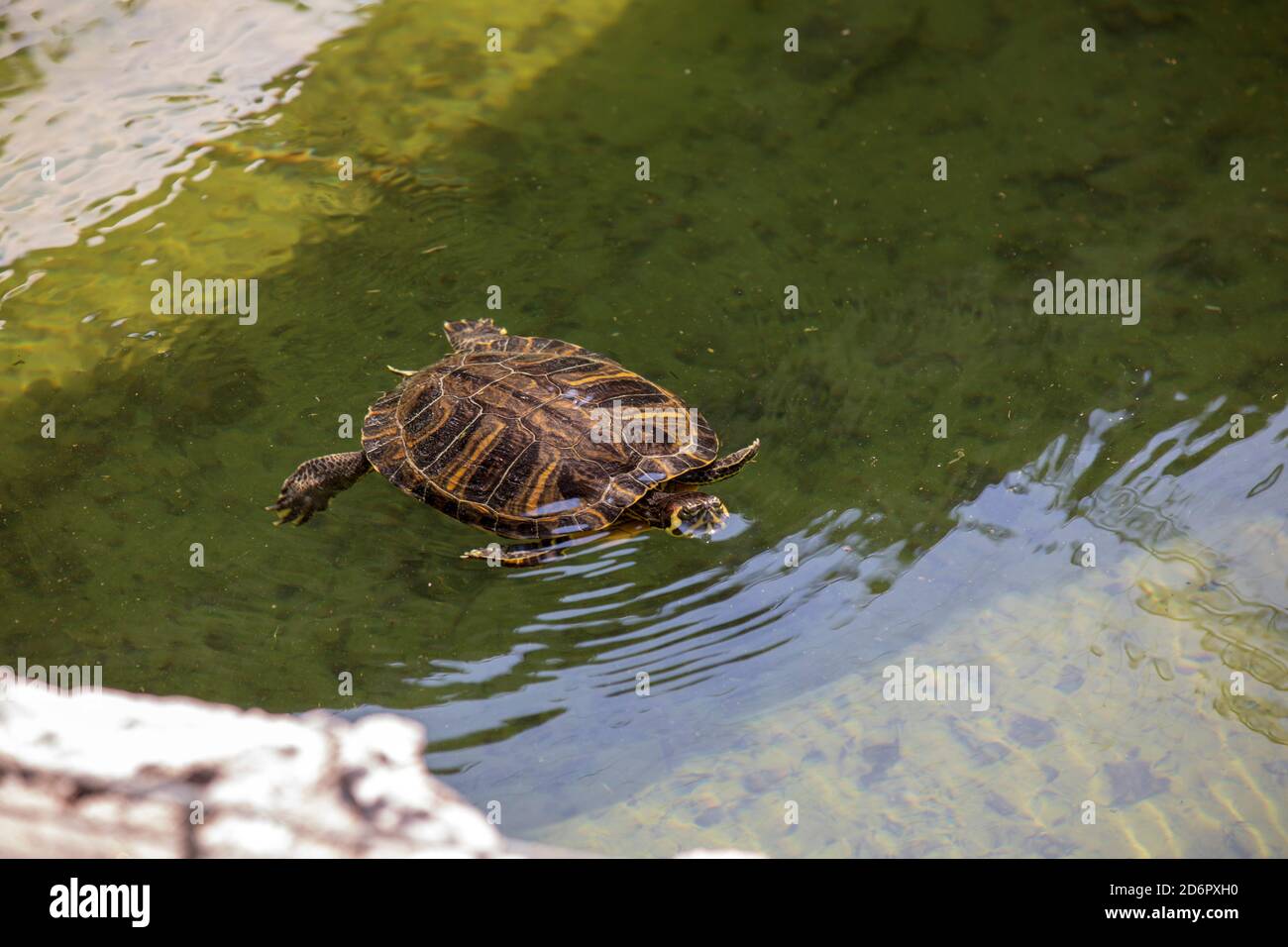 Une tortue à Swissminiatur, parc miniature en plein air situé à Melide, sur les rives du lac de Lugano, Melide, Lugano, Suisse, Europe. Banque D'Images