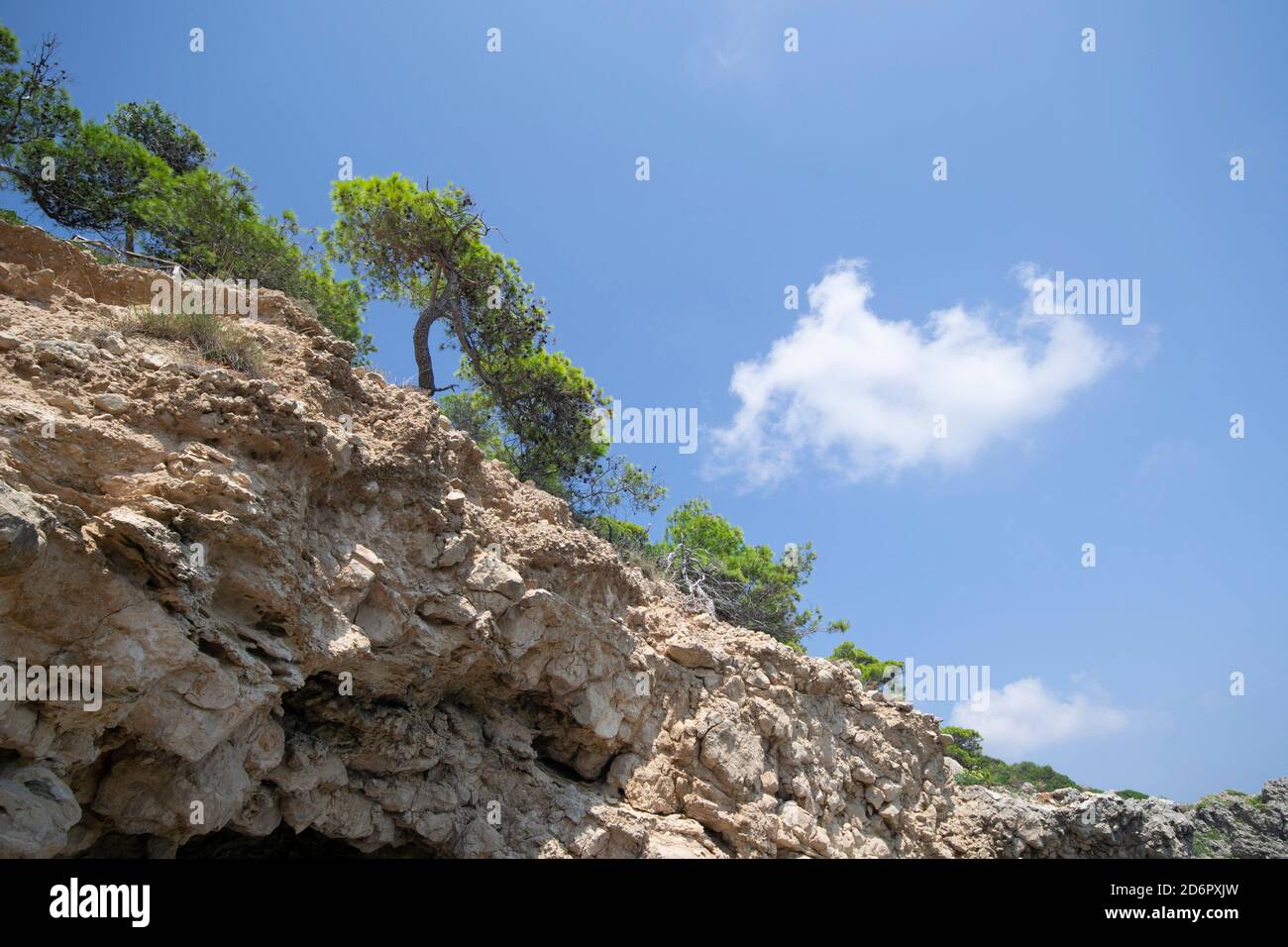 La belle Alep pins avec la couleur verte typique de Le feuillage de la côte des îles Tremiti est ensoleillé jour Banque D'Images