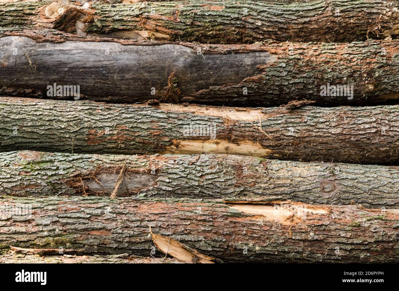 Déforestation, tas ou pile d'arbres abattus, récolte de bois, bois de feu dans la forêt en Rhénanie-Palatinat, Allemagne, Europe occidentale Banque D'Images