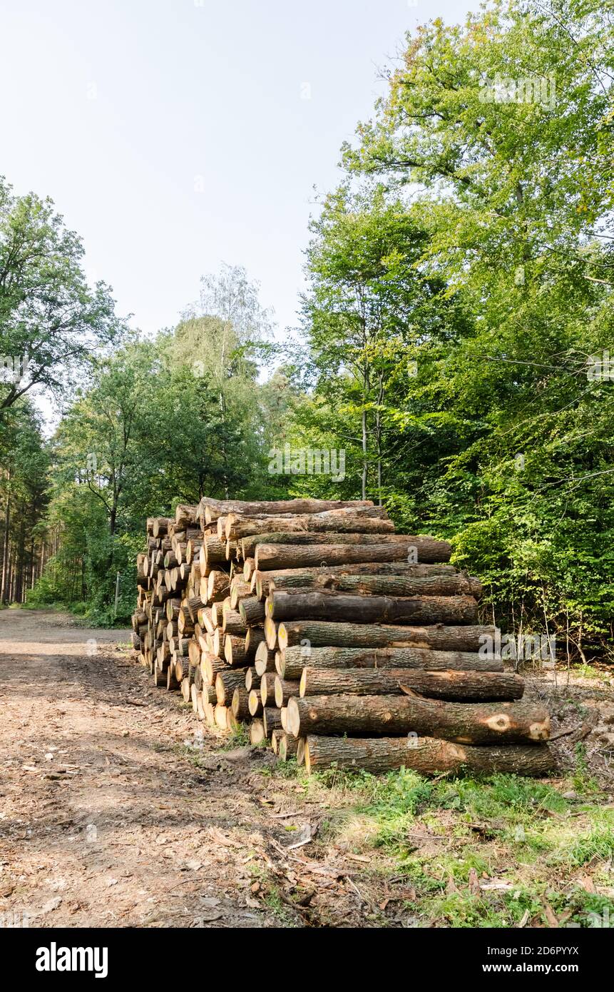 Déforestation, tas ou pile d'arbres abattus, récolte de bois, bois de feu dans la forêt en Rhénanie-Palatinat, Allemagne, Europe occidentale Banque D'Images