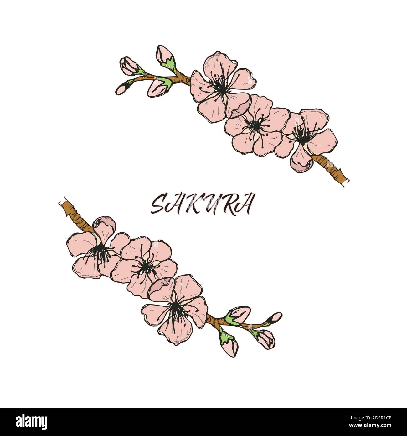 Esquisse. Sakura. Une branche de cerisiers en fleurs. Illustration sur fond blanc Illustration de Vecteur