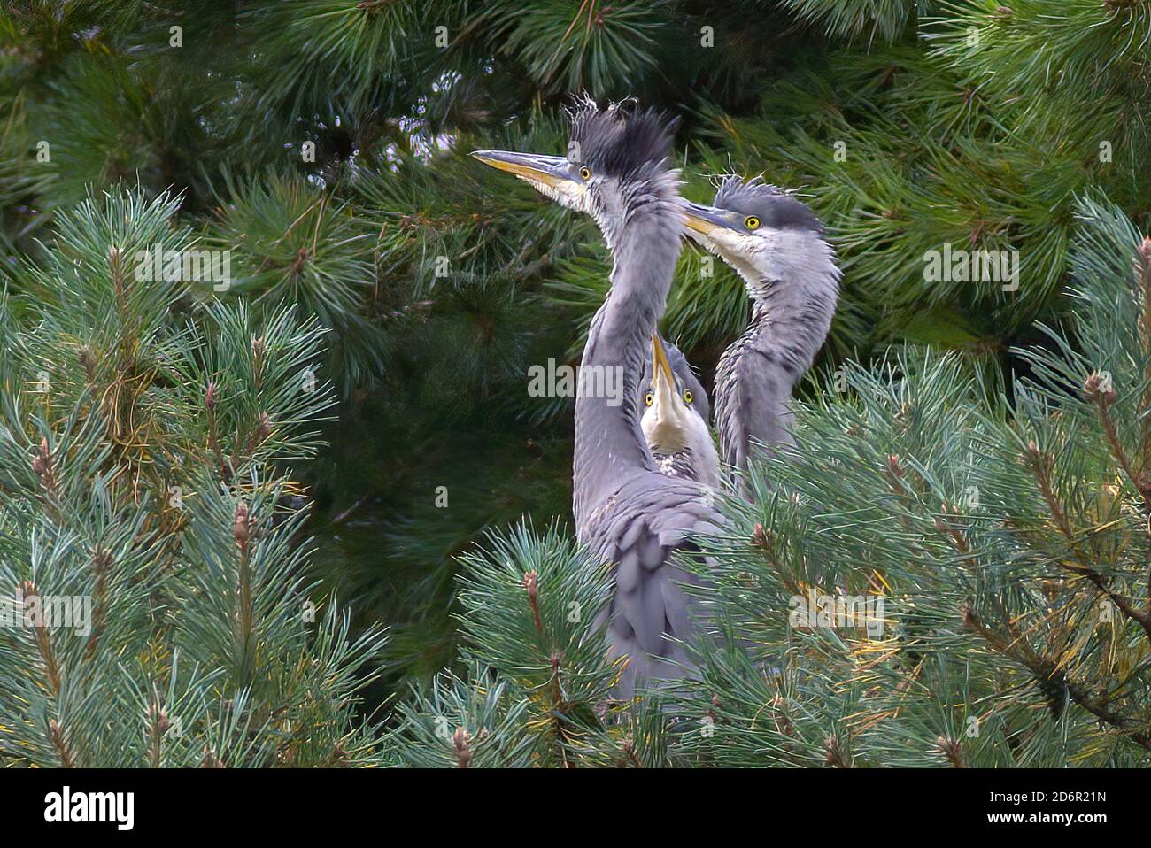 Bebe Heron Banque D Image Et Photos Alamy
