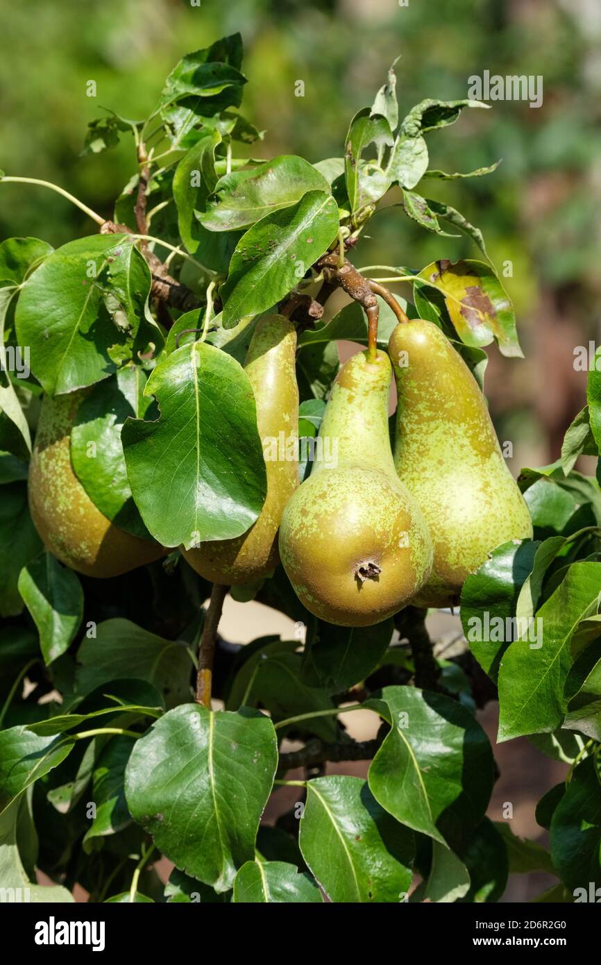 Pyrus communis 'Conférence'. Pear 'Conférence'. Dessert poire. Manger des poires poussant sur un arbre Banque D'Images