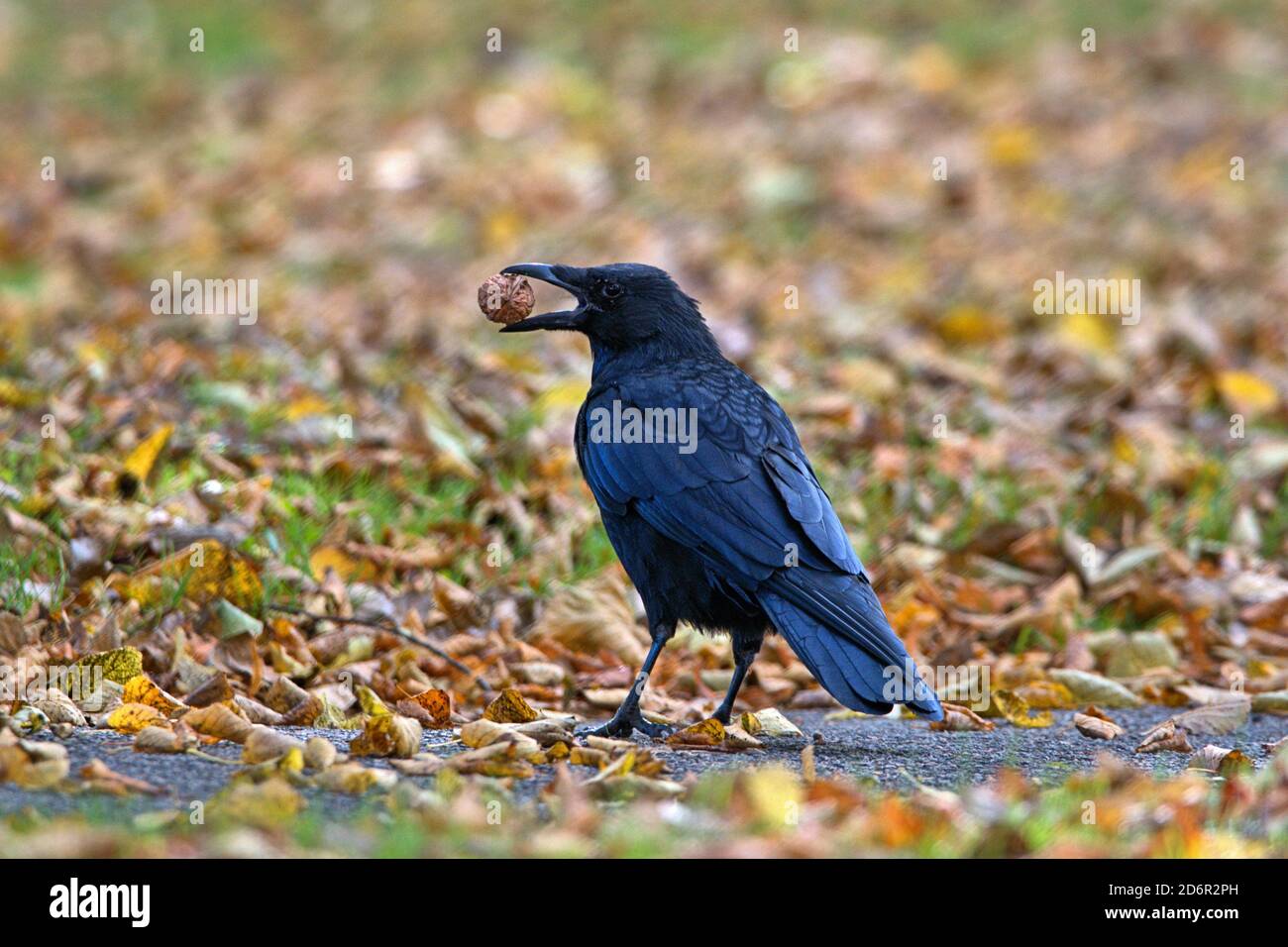 Famille Corbeau Banque D Image Et Photos Alamy