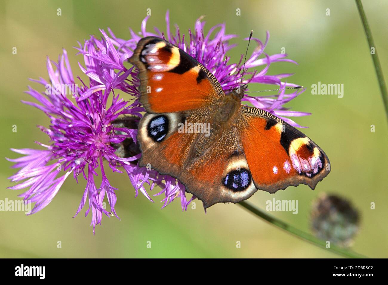 Schleswig, Allemagne. 17 octobre 2020. 10/17/2020, Schleswig, un paon papillon (Aglais io) sur un pré knapweed (Centaurea jacea) lors d'une journée d'automne ensoleillée. Le beau papillon ne peut plus trouver que beaucoup de fleurs à cette époque de l'année. Classe: Insectes (Insecta), ordre: Papillons (Lepidoptera), famille: Edelfalter (Nymphalidae), sous-famille: Papillon tacheté (Nymphalidae), genre: Aglais, essence: Papillon Peacock | usage dans le monde crédit: dpa/Alay Live News Banque D'Images