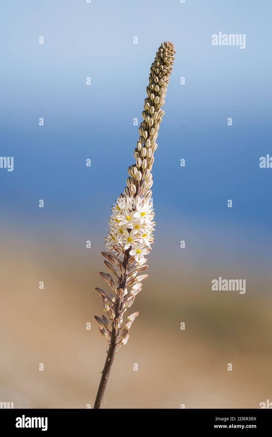 Drimia maritima, squill la mer, la mer l'oignon, plante en fleur, Andalousie, espagne. Banque D'Images