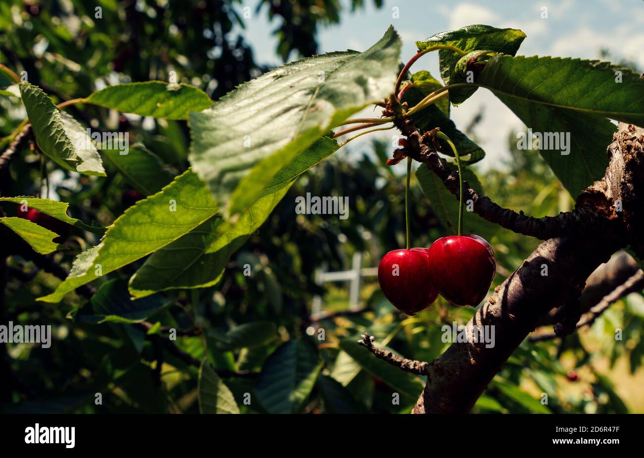 Deux cerises mûres rouges sur un arbre avec des feuilles vertes Dans le verger foyer sélectif Banque D'Images