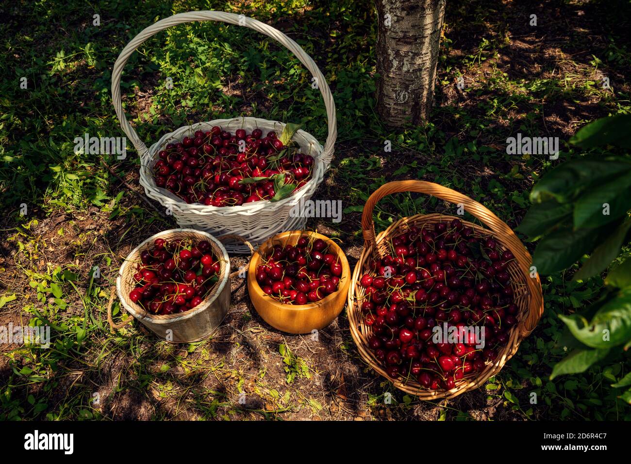 Deux paniers en osier et deux seaux en bois au sol Plein de cerises mûres rouges dans un verger foyer sélectif Banque D'Images