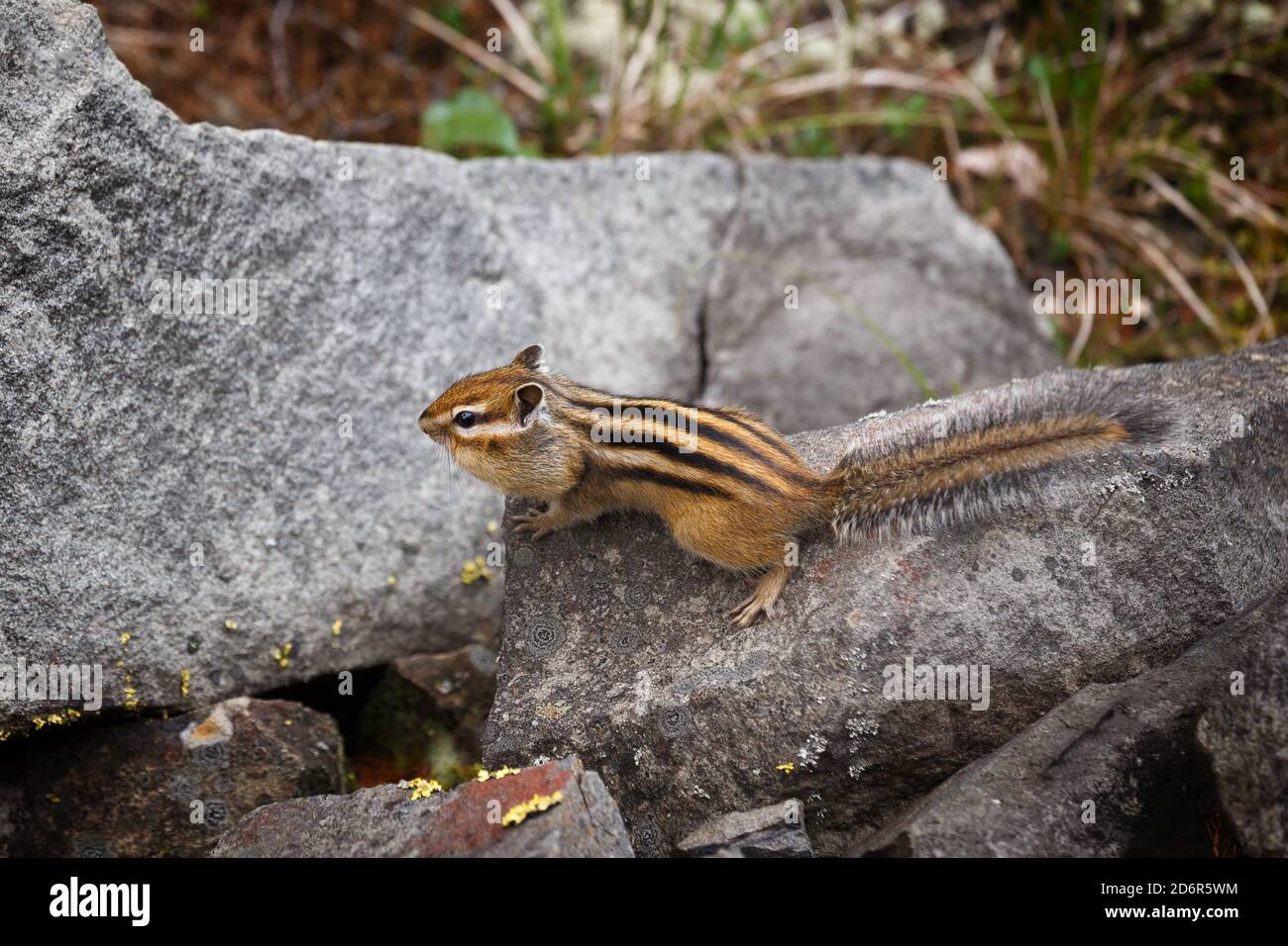 Chipmunk sur une pierre avec des pochettes de cheek farcies Banque D'Images