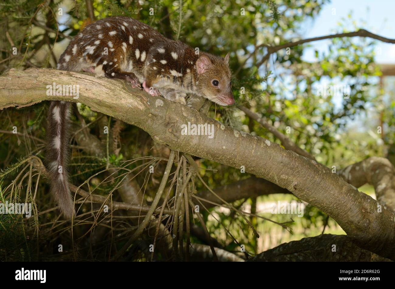 Quoll à queue tachetée Dasyurus maculatus Monter un arbre photographié en Tasmanie, en Australie Banque D'Images