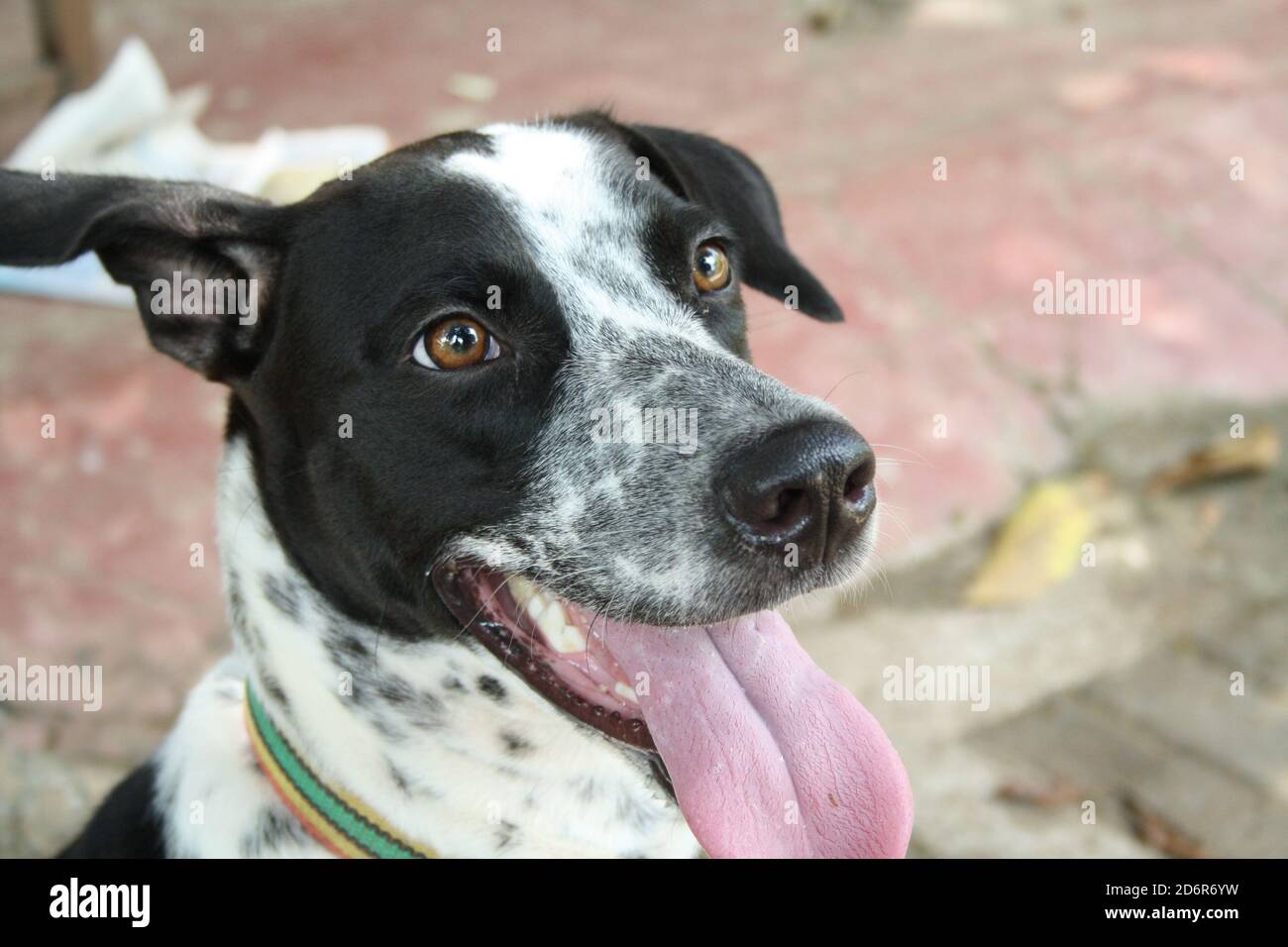 la croix de dalmation, noire et blanche, colle son salon avec joie dans la compagnie avec ses amis humains dans l'espoir de les satisfaire Banque D'Images