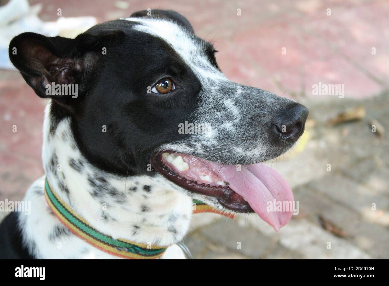 la croix de dalmation, noire et blanche avec des taches, colle son salon avec joie dans la compagnie avec ses amis humains dans l'espoir de les satisfaire Banque D'Images