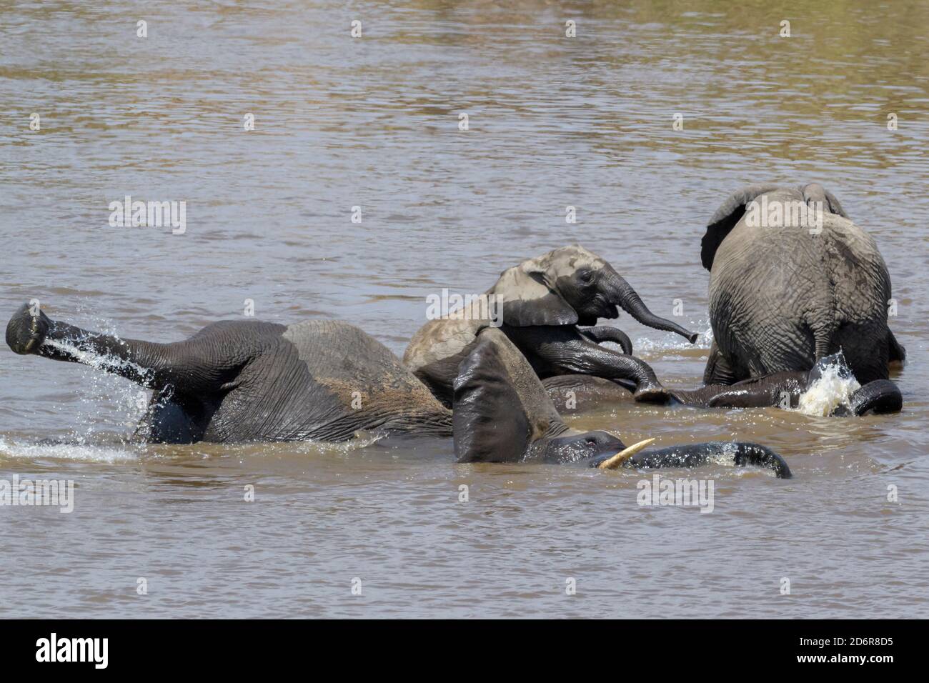 Famille de l'éléphant d'Afrique (Loxodonta africana) jouant dans l'eau avec bébé, rivière Mara, parc national Serengeti, Tanzanie. Banque D'Images