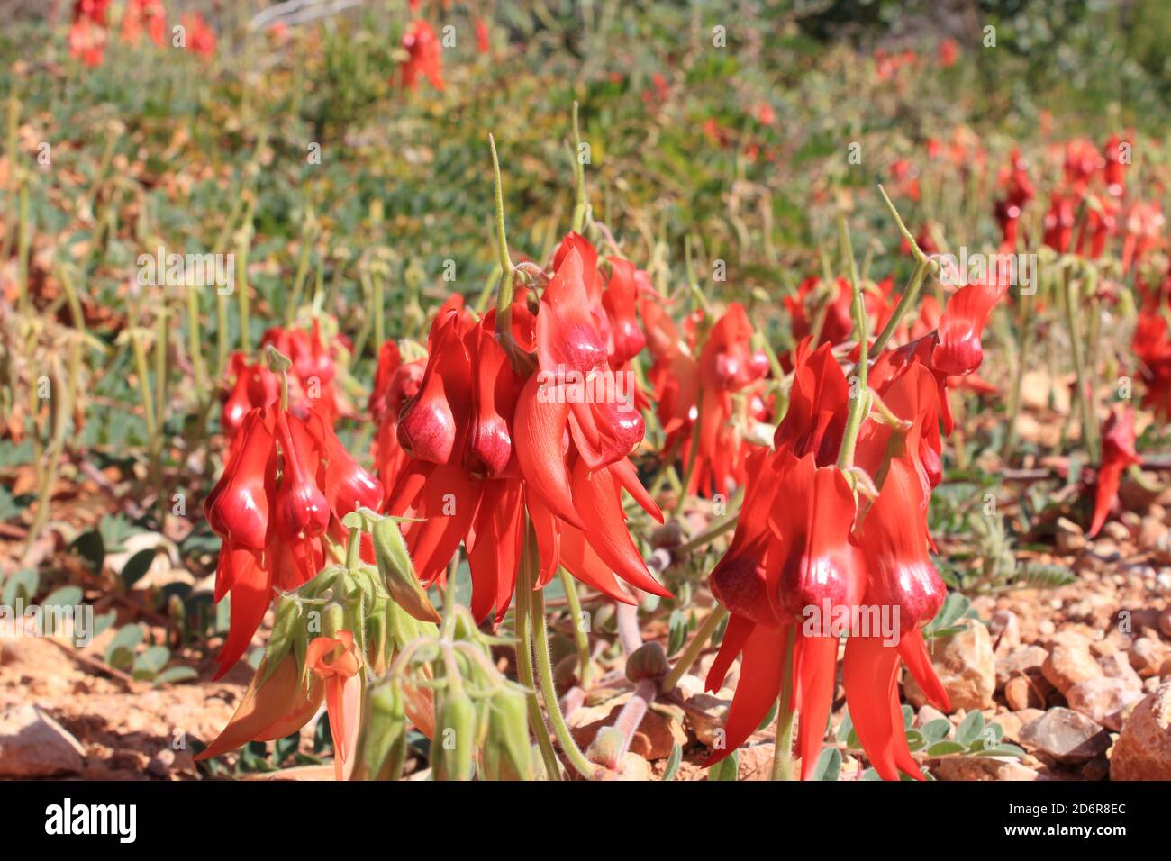 Le pois du désert de Sturt (Swainsona formosa) dans le parc national de Cape Range, en Australie occidentale. Banque D'Images