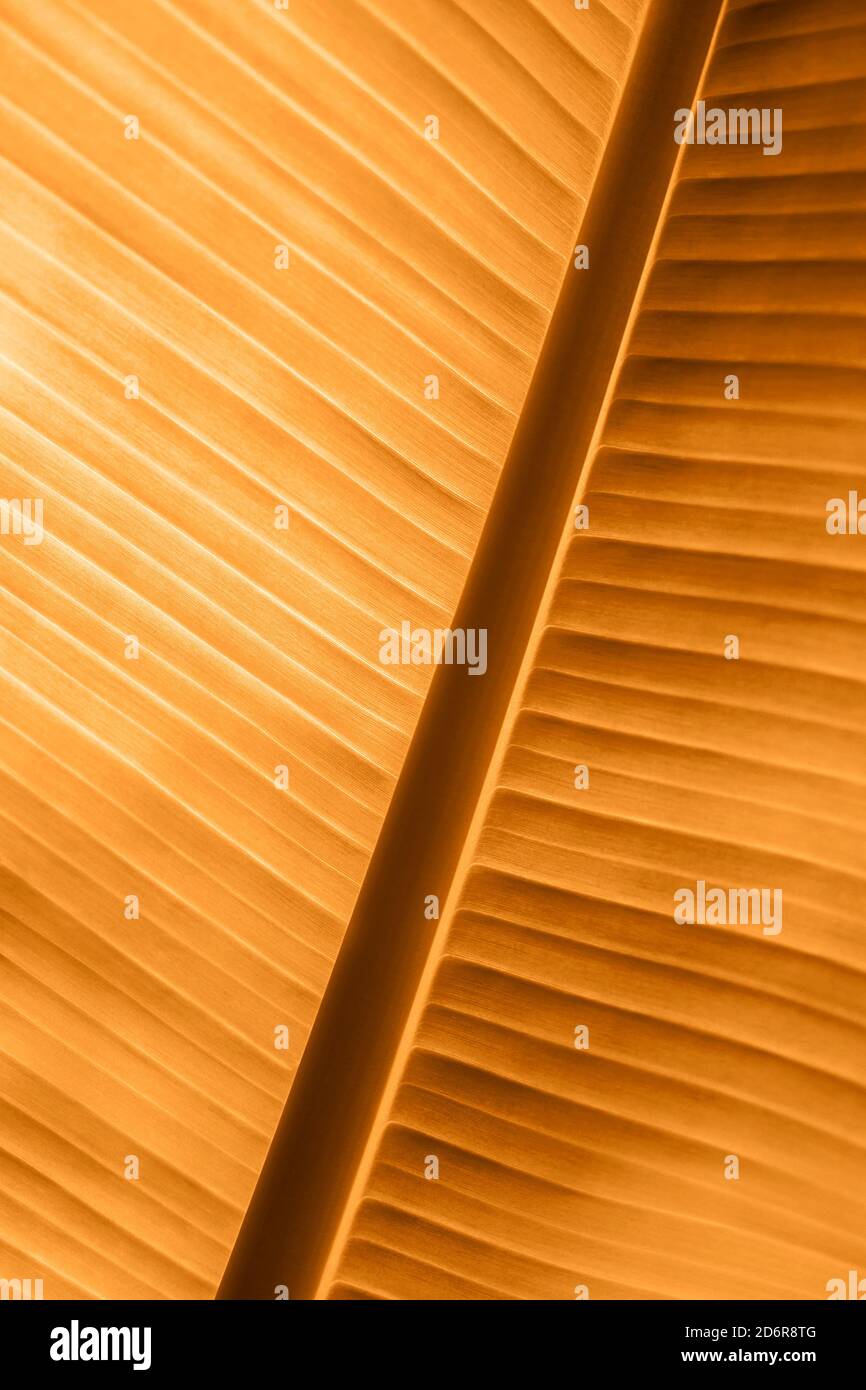 Photo macro de la feuille de banane fraîche. Banque D'Images