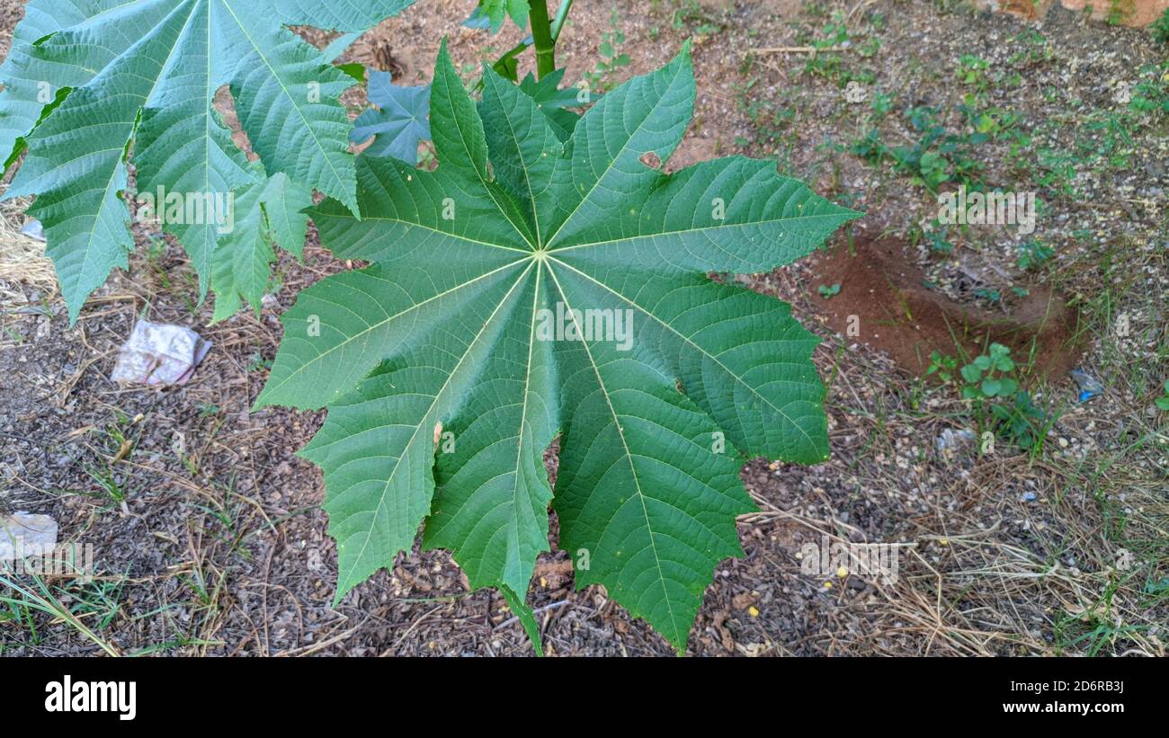 Image botanique du haricot ricin, Ricinus communis, décorateur, à croissance rapide, épris de chaleur, plante de jardin avec de grandes feuilles. Haricot de ricin (Ricinus communis Banque D'Images