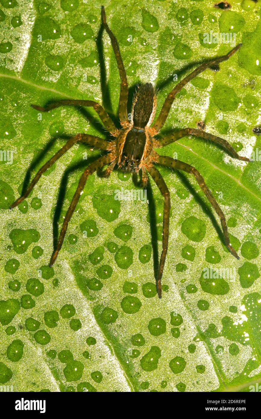 Araignée tropicale, forêt tropicale, bassin de la rivière Napo, Amazonie, Equateur, Amérique Banque D'Images