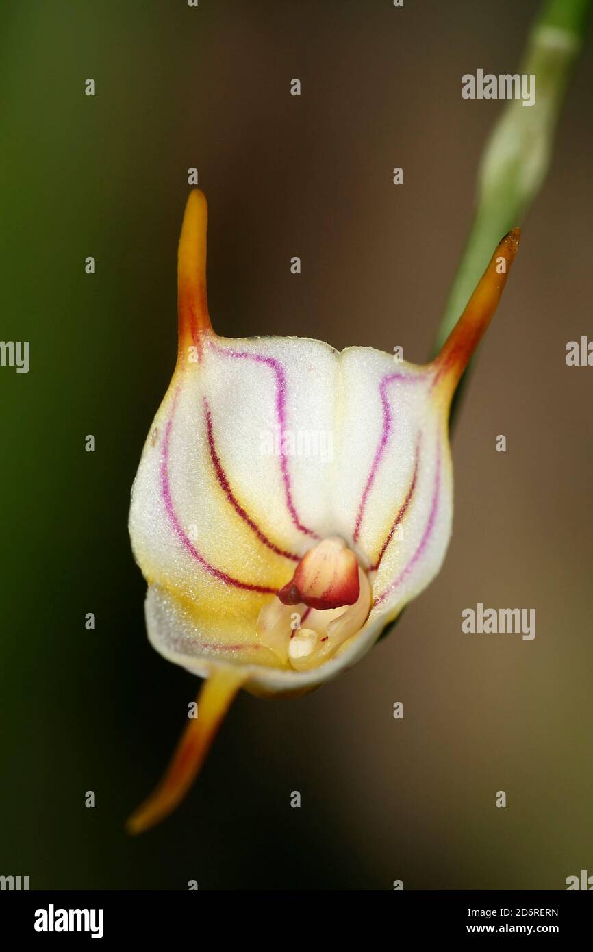 Orchidée tropicale, Orchidaceae, Amazonie, Equateur, Amérique Banque D'Images