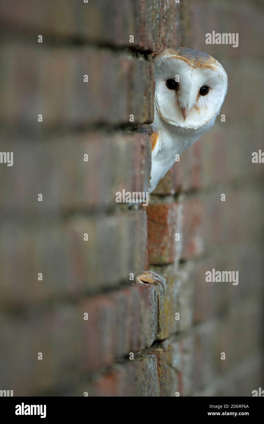 Barn Owl (Tyto alba), en regardant une niche murale, Royaume-Uni, pays de Galles, Pembrokeshire Banque D'Images