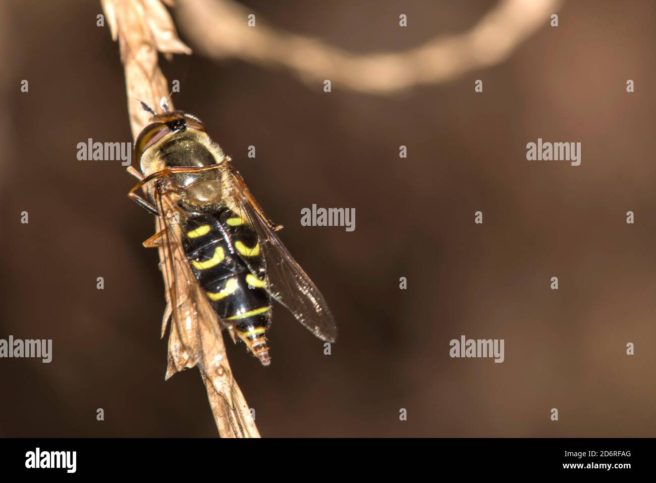 Survoler (Scaeva selenitica), se trouve sur une lame d'herbe, en Allemagne Banque D'Images