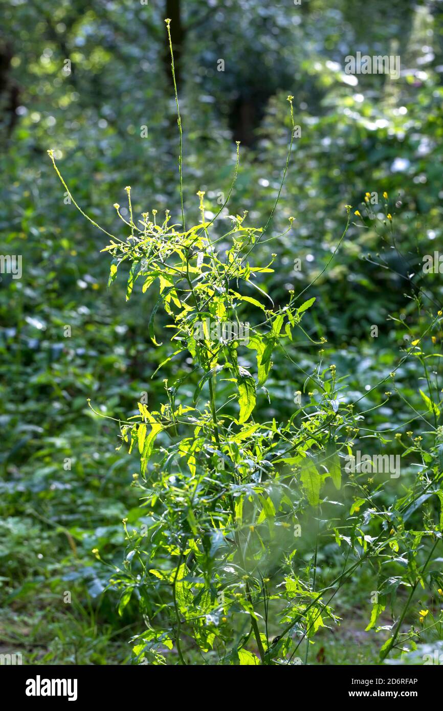 Moutarde de couverture commune, pubescentes-pod moutarde de couverture (Sisymbrium officinale), la floraison, Allemagne Banque D'Images