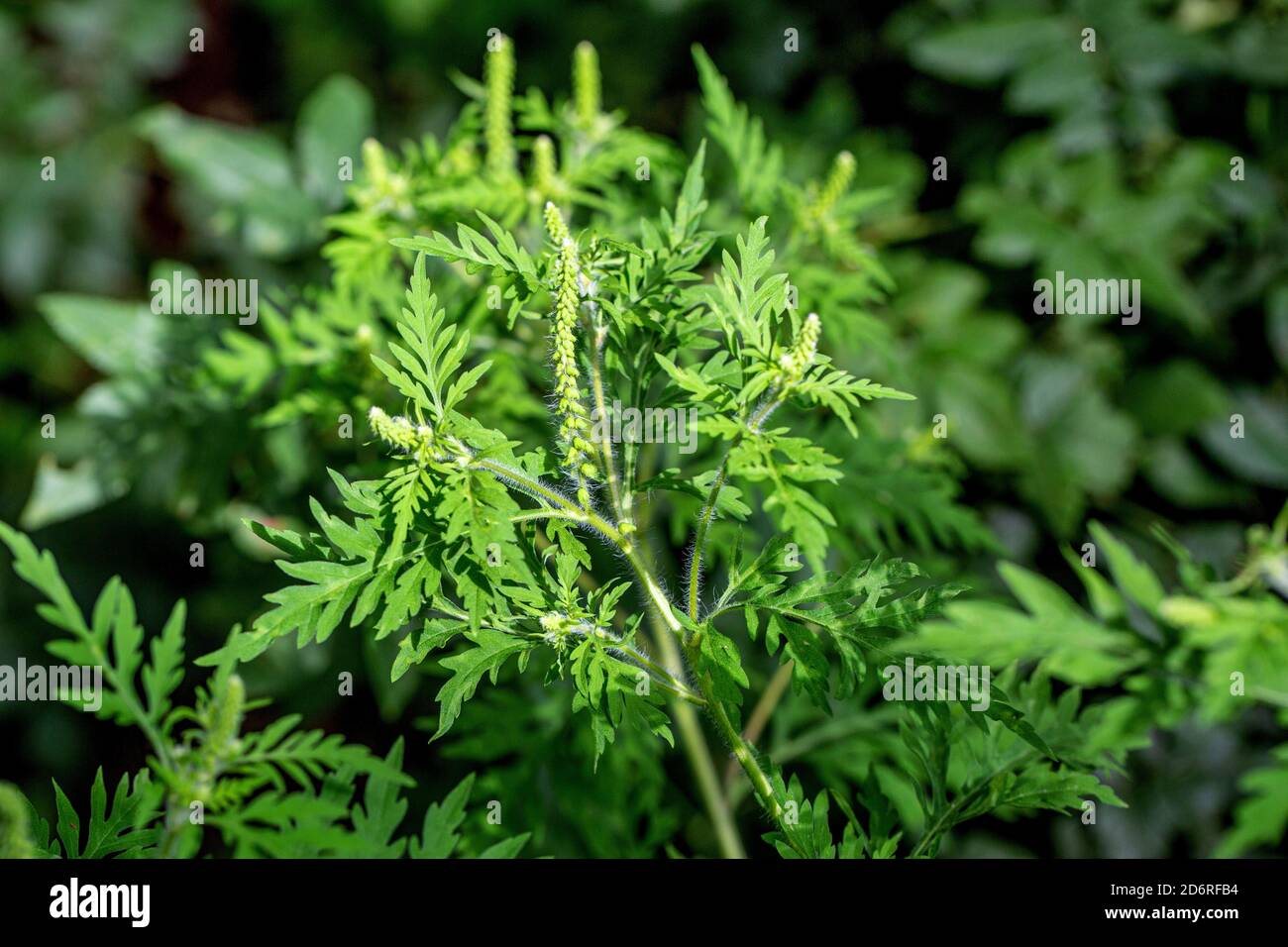 L'herbe à poux annuel, petite herbe à poux, herbe amère, herbe-porc, absinthe romaine (Ambrosia artemisiifolia), la floraison, l'Allemagne, la Bavière Banque D'Images