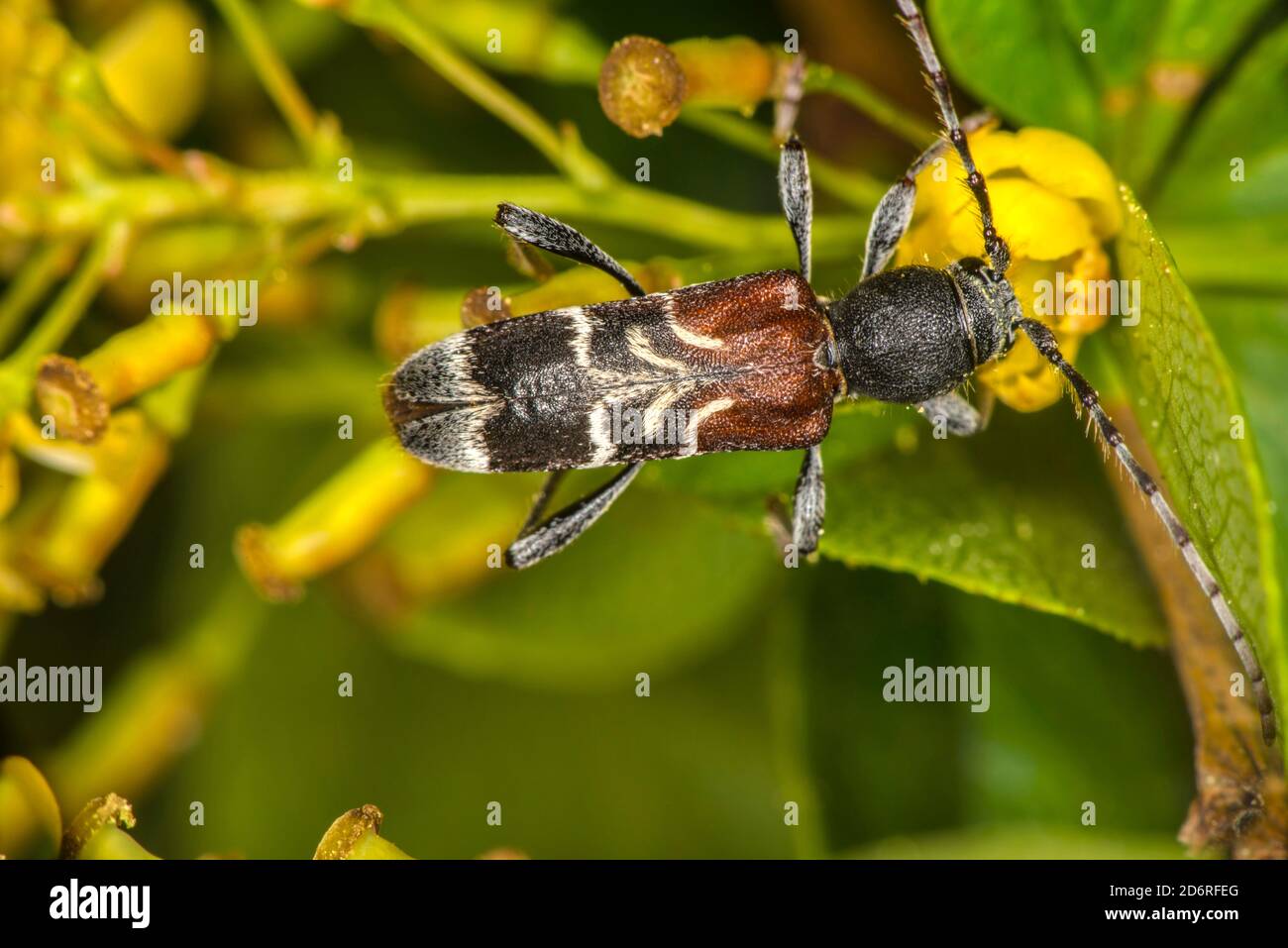 Le longicorne dendroctone gris (Anaglyptus mysticus), se dresse sur une fleur, en Allemagne Banque D'Images