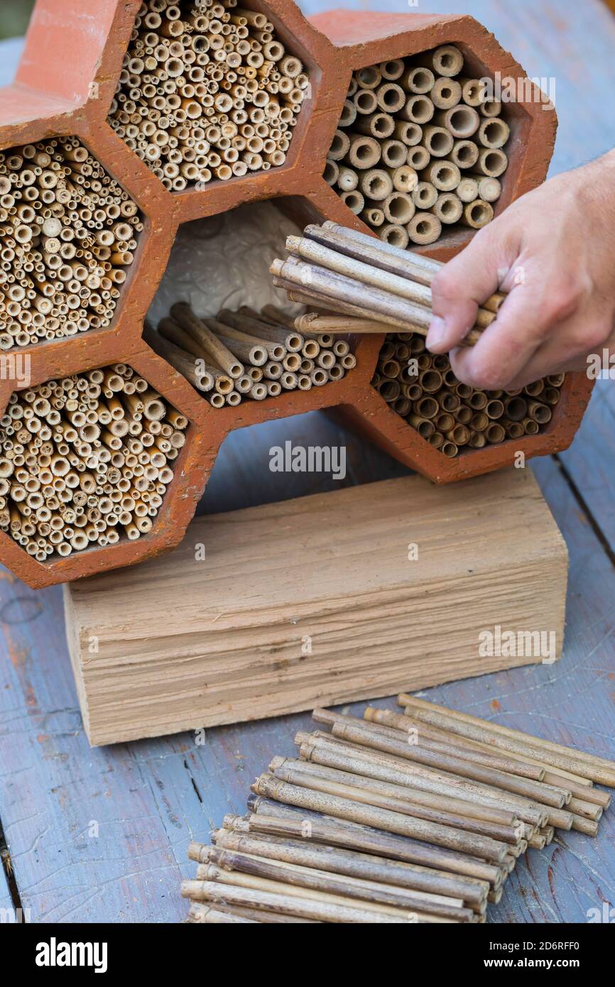 Hôtel d'insectes autofabriqué pour les abeilles sauvages avec des tiges de bambou et de roseau, Allemagne Banque D'Images