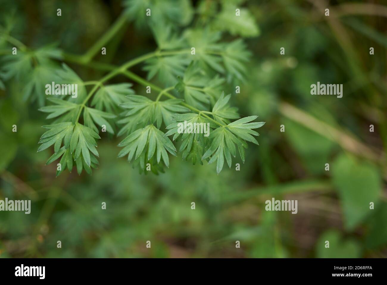 Aethusa cynapium feuilles fraîches gros plan Banque D'Images