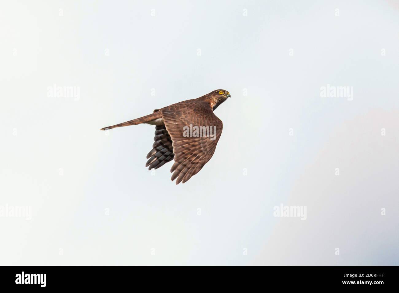 Faucon d'Amérique du nord, sparrowhawk eurasien (Accipiter nisus), en vol, à la recherche de proies, Allemagne, Bavière Banque D'Images