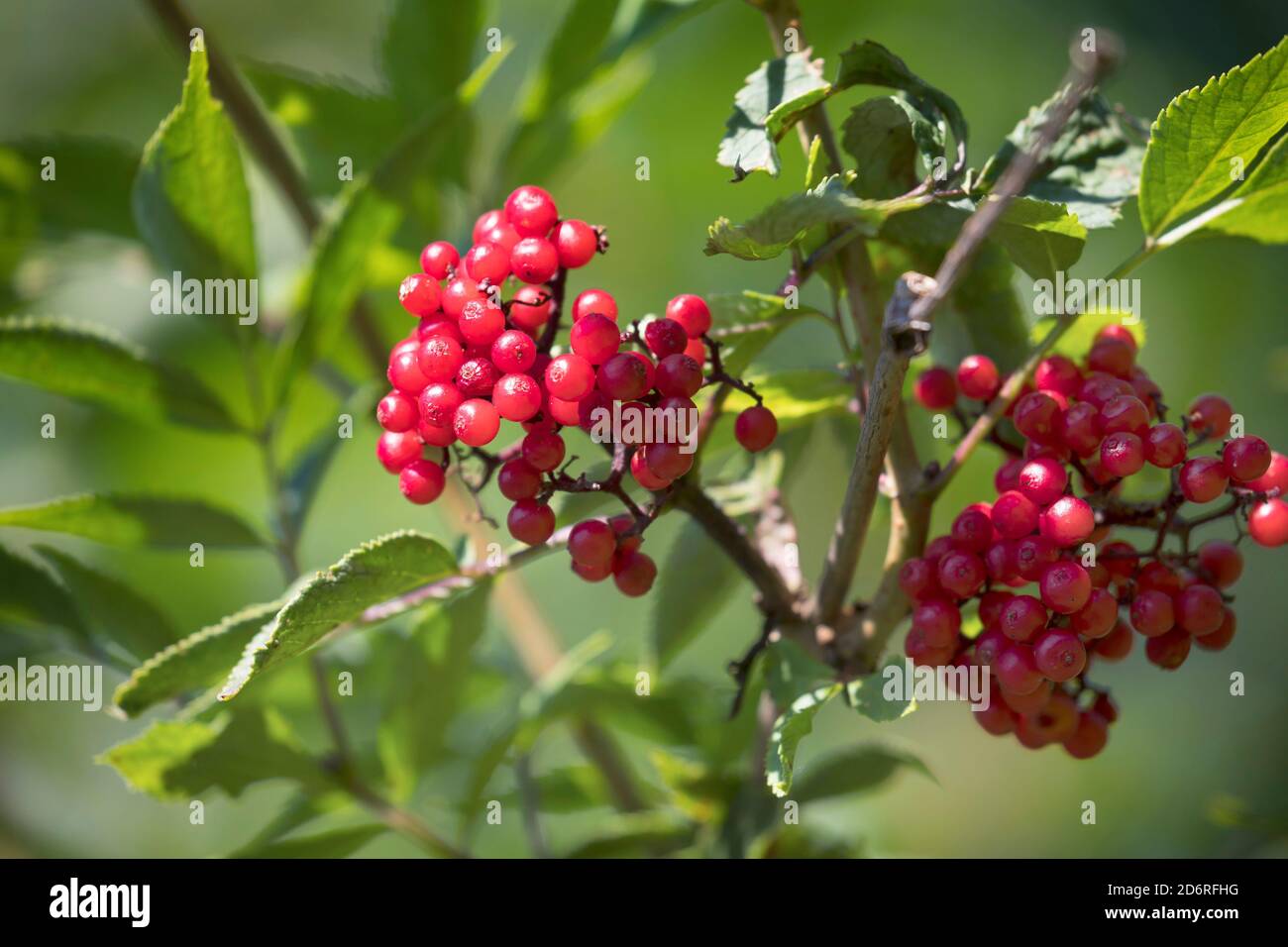 Rouge européen aîné (Sambucus racemosa), branche avec baies, Allemagne Banque D'Images