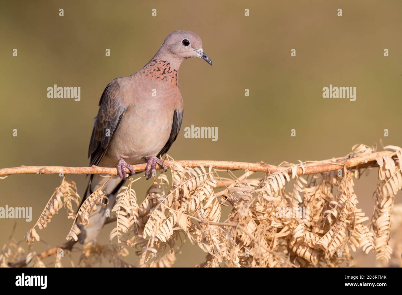 Colombe rieuse arabe (Streptopelia senegalensis cambayensis, Streptopelia cambayensis), adulte perché sur une branche, Oman, Dhofar Banque D'Images