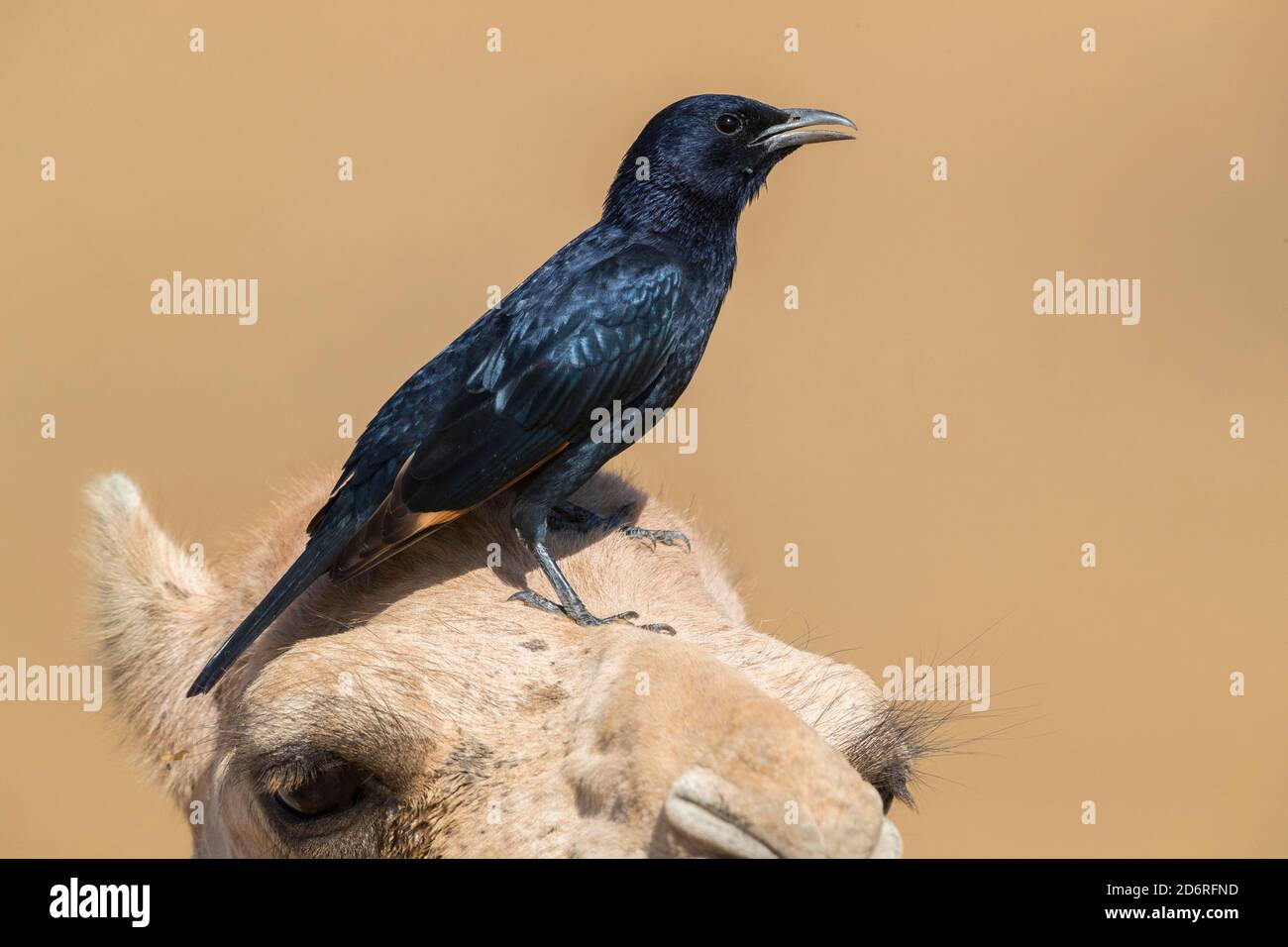 Trichisme de trisram (Onychognathus tristramii), perching mâle sur une tête de chameau, vue latérale, Oman, Dhofar Banque D'Images Trichisme de trisram (Onychognathus tristramii), perching mâle sur une tête de chameau, vue latérale, Oman, Dhofar Banque D'Images