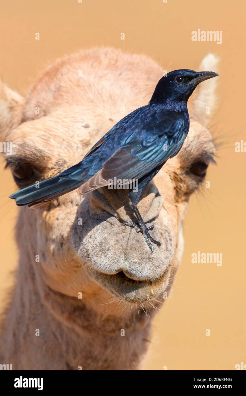 L'amidement de trisram (Onychognathus tristramii), l'homme perching sur une tête de chameau, Oman, Dhofar Banque D'Images L'amidement de trisram (Onychognathus tristramii), l'homme perching sur une tête de chameau, Oman, Dhofar Banque D'Images