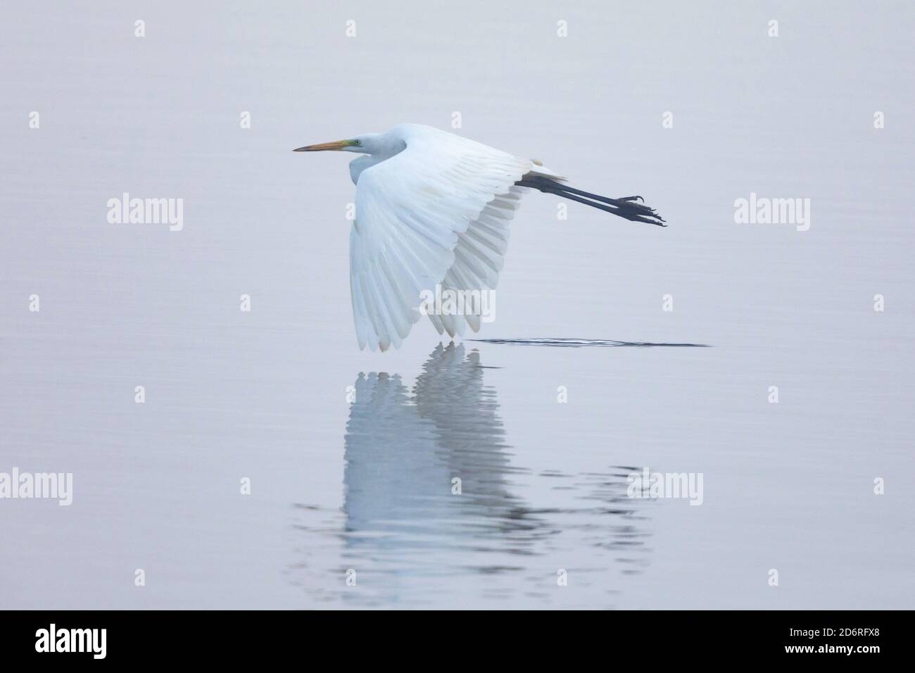 Grand aigreet, Grand Egret blanc (Egretta alba, Casmerodius albus, Ardea alba), volant au brouillard près de la surface d'eau d'un lac, vue latérale, Allemagne, Banque D'Images