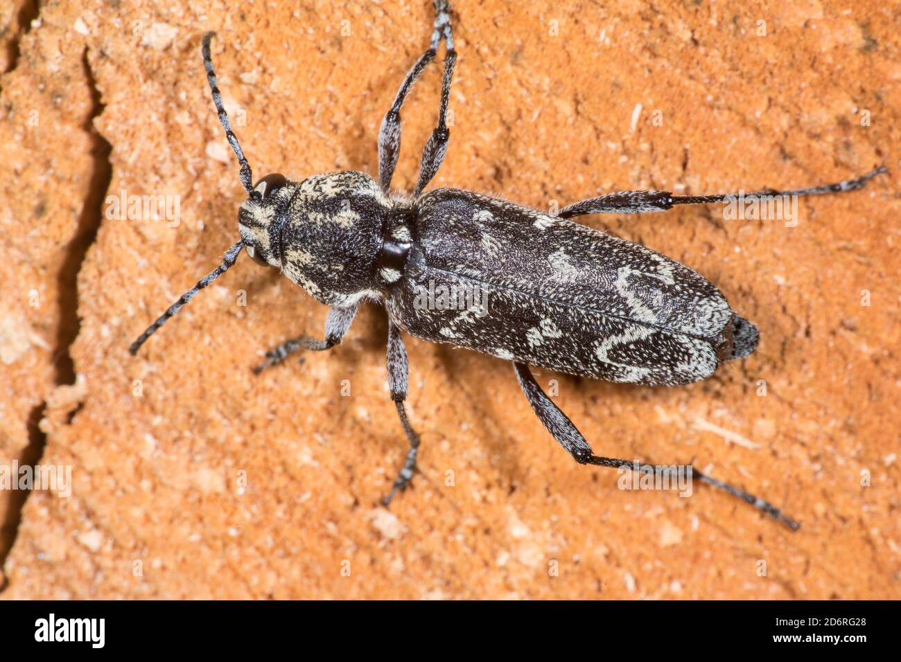 Coléoptère de zèbre d'Aspen, borère rustique (Xylotrechus rusticus, Rusticoclytus rusticus), sur bois, vue rapprochée, Allemagne Banque D'Images