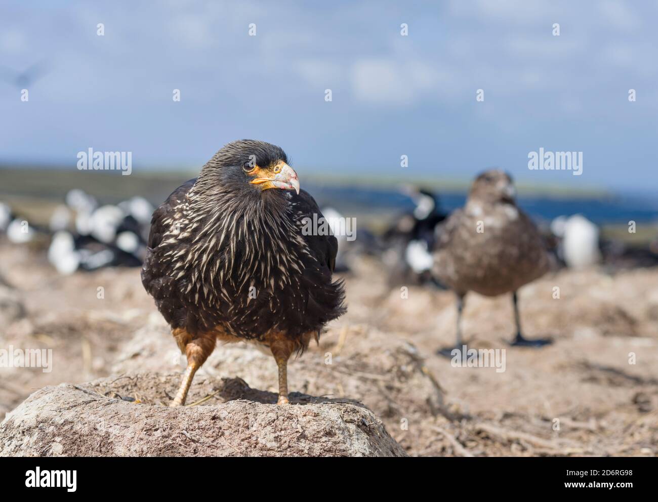 Caracara strié (Phalcoboenus australis) ou Johnny Rook, dans une colonie de cormorans (Phalacrocorax atriceps, Imperial shag) . Il est considéré comme ver Banque D'Images