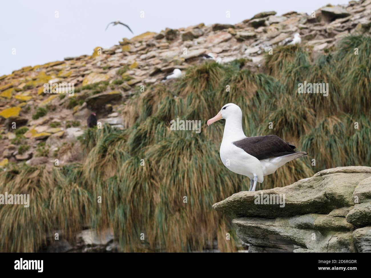 Albatros à sourcils noirs (Thalassarche melanophris ) ou Mollymawk. L'Amérique du Sud, îles Falkland, Janvier Banque D'Images