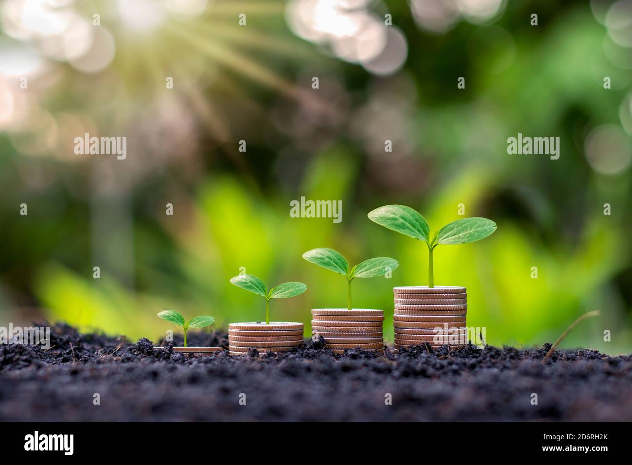 Les pièces de monnaie et les plantes sont cultivées sur un tas de pièces de monnaie pour la finance et la banque. L'idée d'économiser de l'argent et d'augmenter les finances. Banque D'Images