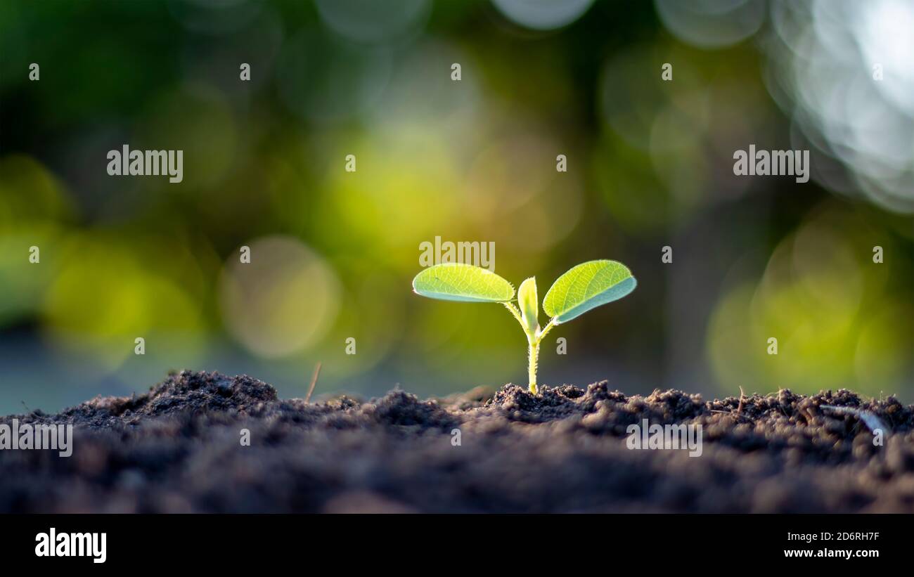 Petits arbres aux feuilles vertes, croissance naturelle et lumière du soleil, concept d'agriculture et croissance durable des plantes. Banque D'Images