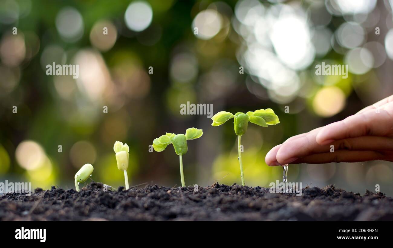 Les mains des gens qui arroment les petites plantes et le concept de protection de l'environnement et la Journée mondiale de l'environnement. Banque D'Images