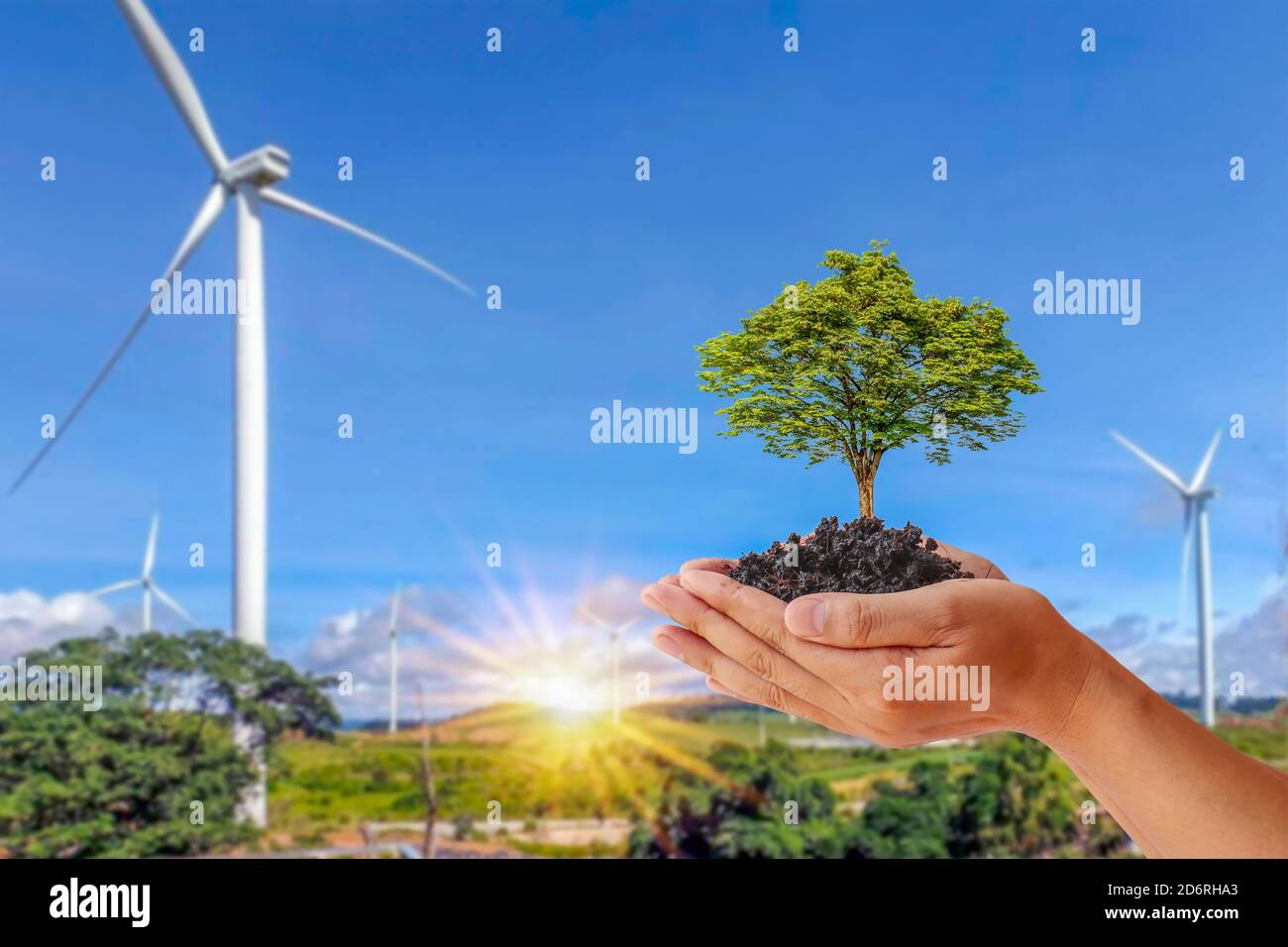 Un petit arbre qui pousse dans les mains des gens sur fond d'éoliennes pour produire de l'électricité, le concept de préserver la nature et usi Banque D'Images