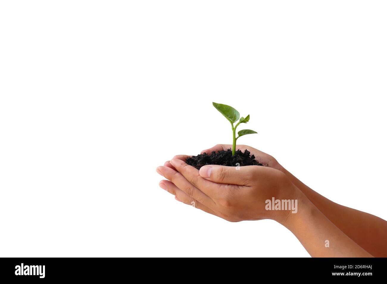 L'arbre en croissance est dans les mains des gens, isolé sur un fond blanc avec le chemin de coupure. Banque D'Images