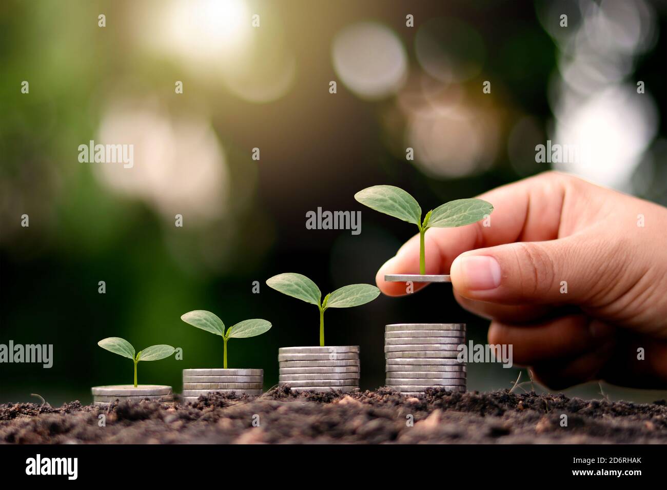 Les arbres qui sont en croissance sur la pile monétaire comprennent les mains des investisseurs, les concepts d'investissement financier et la croissance des investissements. Banque D'Images