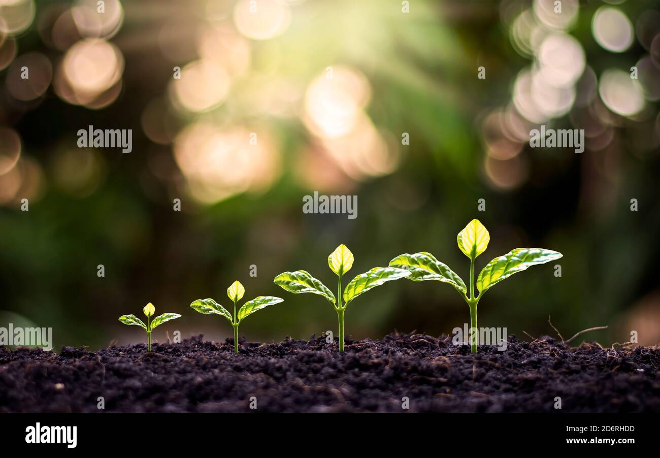 De petits arbres de tailles différentes qui poussent sur le sol, y compris un fond vert flou. Banque D'Images