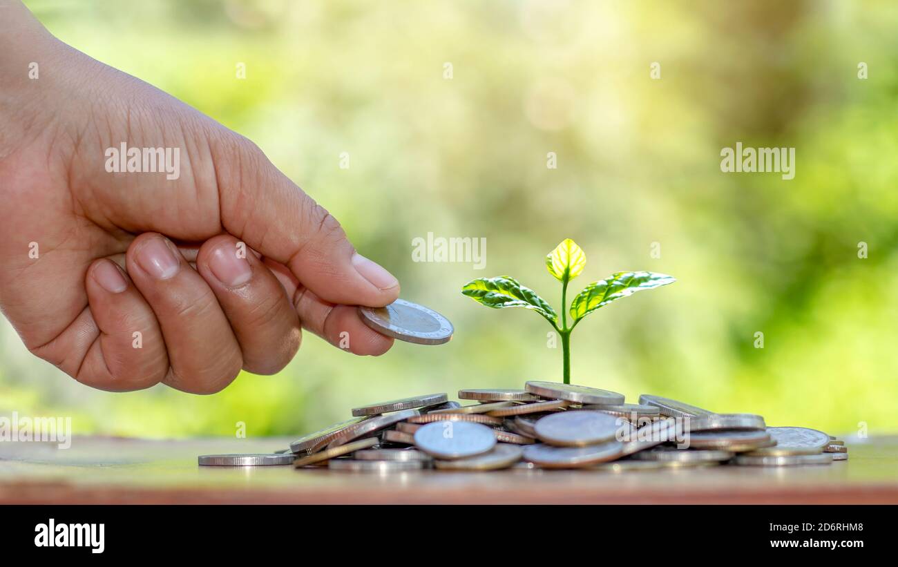 Livrer des pièces de monnaie aux arbres cultivés sur des pièces de monnaie, des investissements et des concepts financiers. Banque D'Images