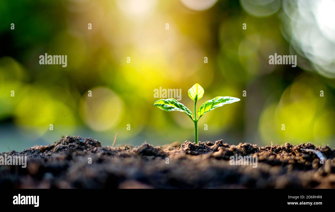 Plantez des semis ou de petits arbres qui poussent sur un sol fertile et une lumière douce du soleil, y compris les fonds verts flous, le concept de croissance végétale et les oce Banque D'Images