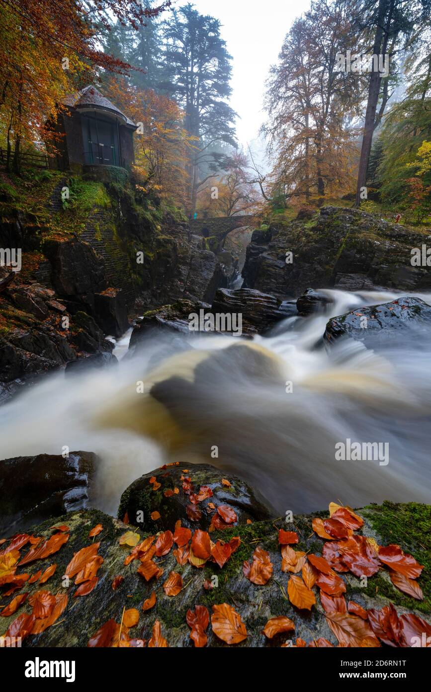 Vue d'automne de la salle d'Ossian surplombant la cascade de Black Linn Falls sur le fleuve Braan à l'Hermitage, Perthshire, Écosse, Royaume-Uni Banque D'Images