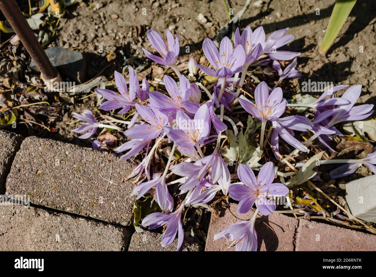 Plusieurs Lilies surprise approchant la fin de leur saison Banque D'Images